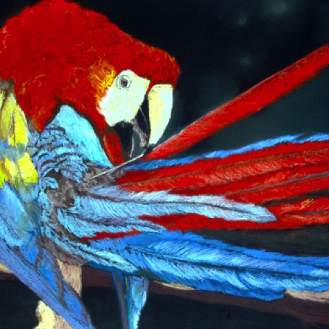 Red Macaw
19x25.5